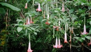 Fragrant Trumpet Tree