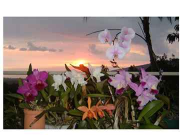 orchid sunset