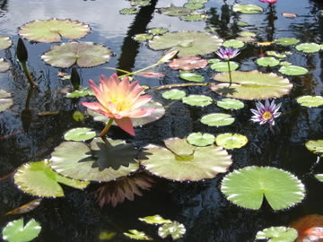 thumb_2_photo3.jpg
