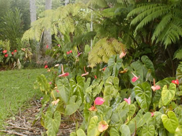 Flower gardens