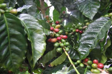 Kona Coffee ready to harvest