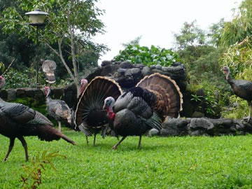 Wild Turkeys at bird watching